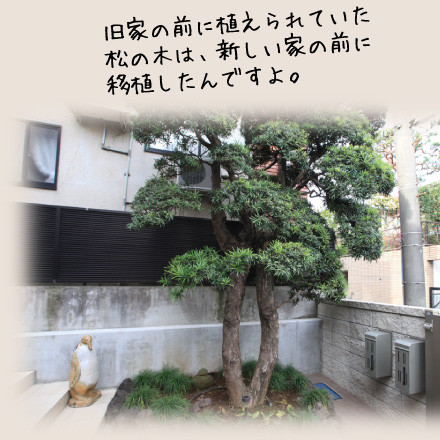 旧家の前に植えられていた松の木は、新しい家の前に移植したんですよ。