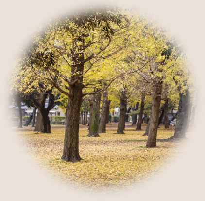 近くの公園風景