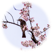 家の前の桜の木と小鳥 O様邸