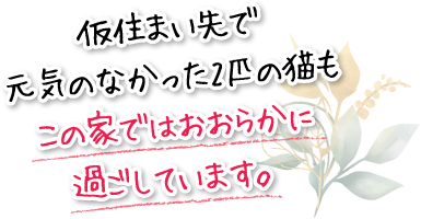 仮住まい先で元気のなかった2匹の猫もこの家ではおおらかに過ごしています。