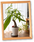 窓ぎわの観葉植物 K様邸