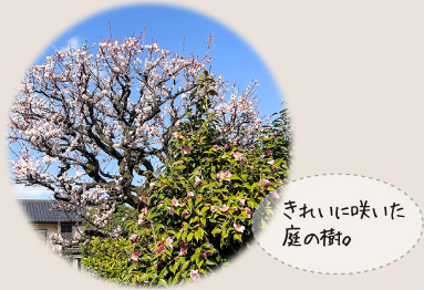 きれいに咲いた庭の樹。