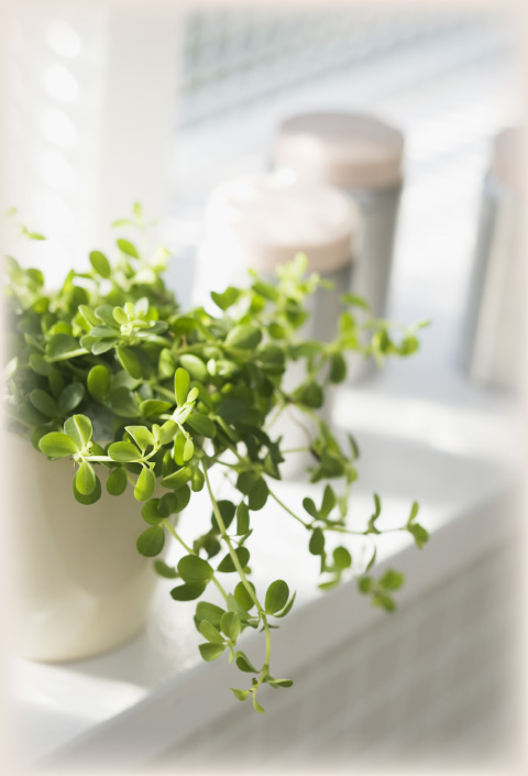 イメージ植物 M様邸